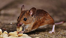 24 Hour & Emergency Exterminators in Rancho Cucamonga, CA